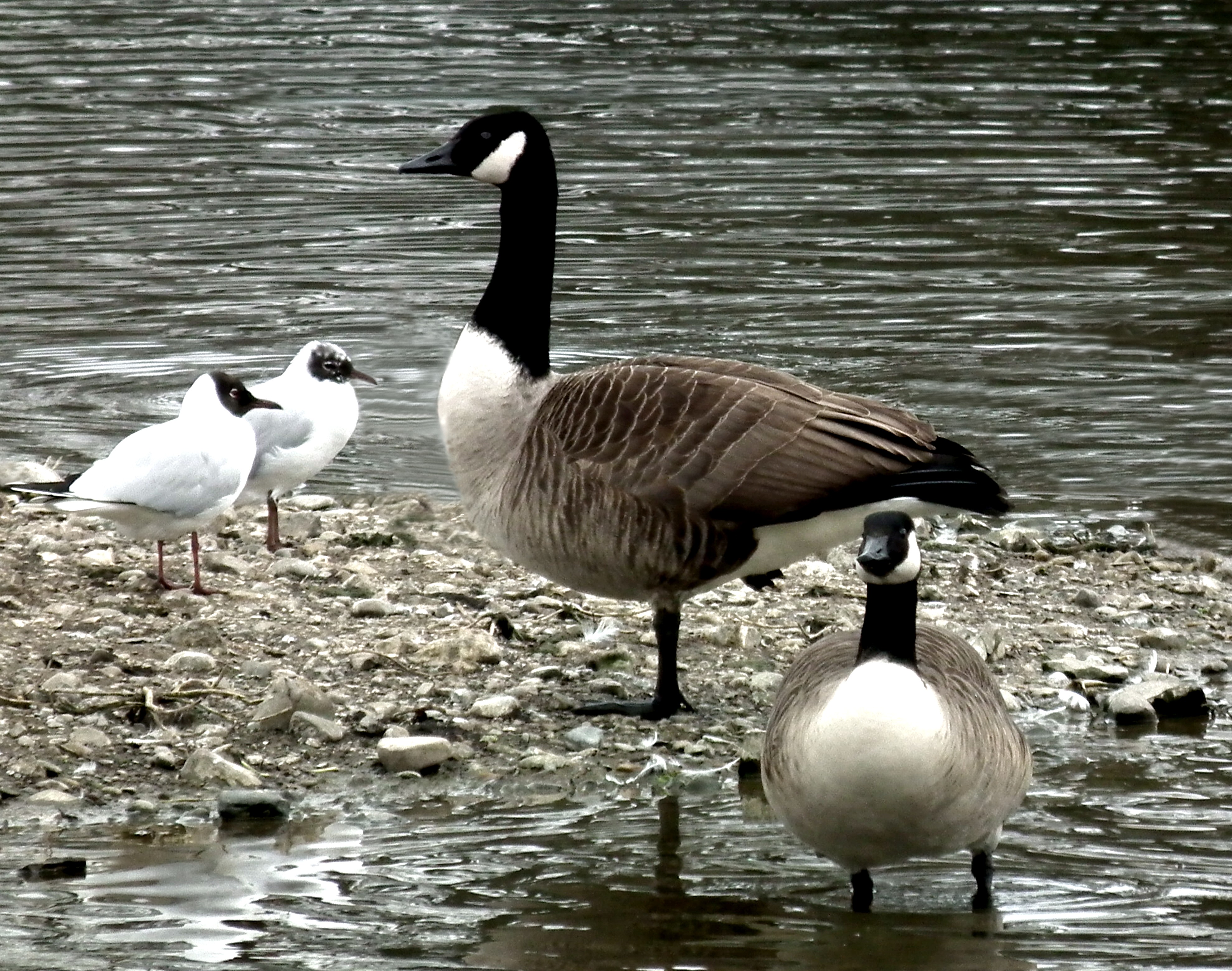 CANADA GEESE AND FRIENDS Bill Bagley Photography